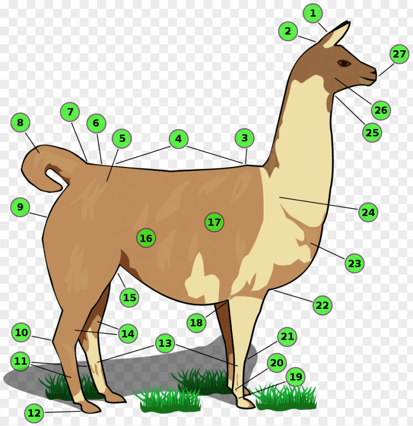 Llama Human Body Alpaca Shoulder Hock PNG