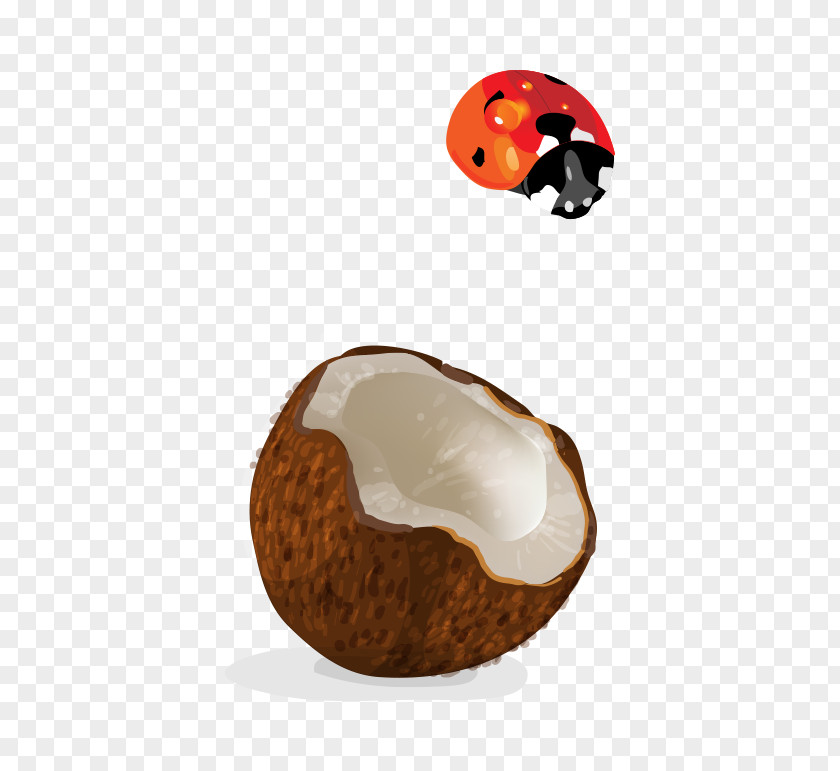 Vector Coconut Shell PNG