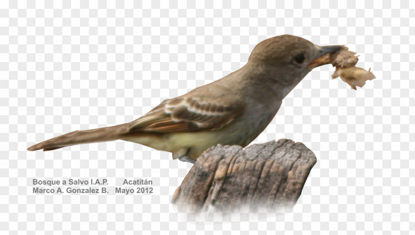 Bird Beak House Sparrow Finches PNG