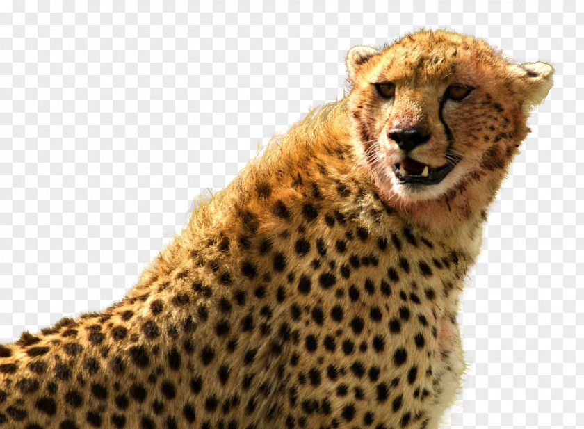 Cheetah Leopard PNG