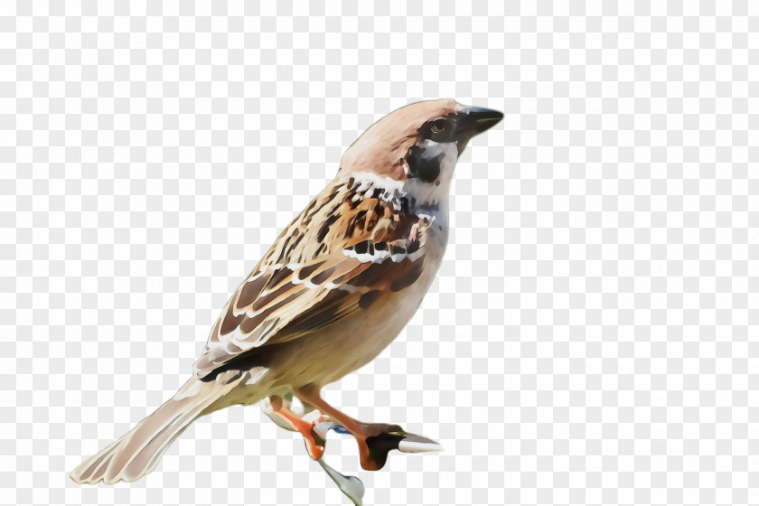 Emberizidae Perching Bird Sparrow House Beak Finch PNG