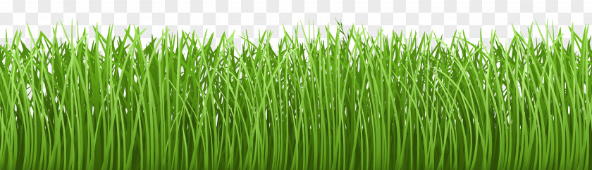 Grass Ground Cover Transparent Clip Art Image Lawn Groundcover PNG
