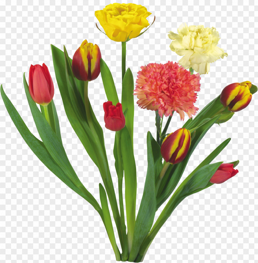 Mother's Day Carnation Tulip Flower Bouquet Garden Roses PNG