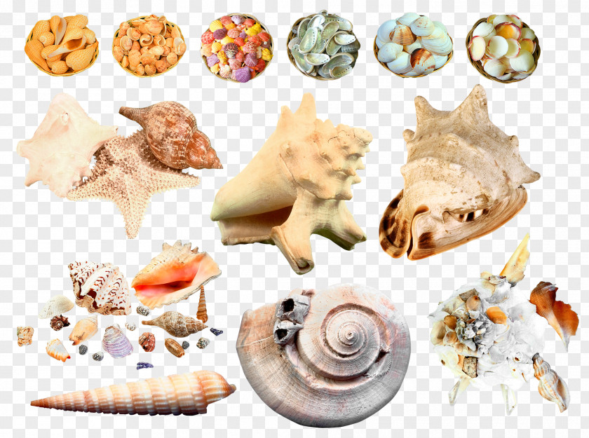 Conch Creative Seashell Sea Snail Clip Art PNG