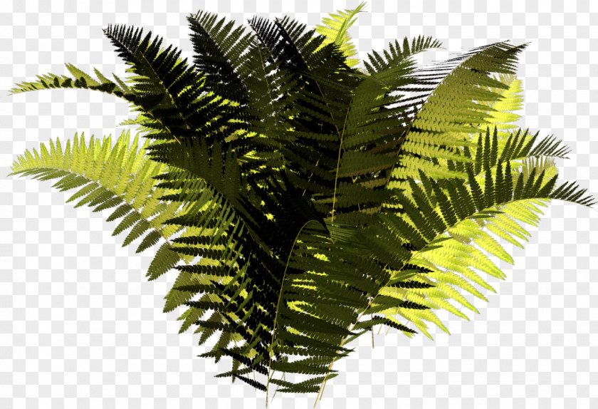 Fern Attalea Speciosa Vascular Plant Clip Art PNG