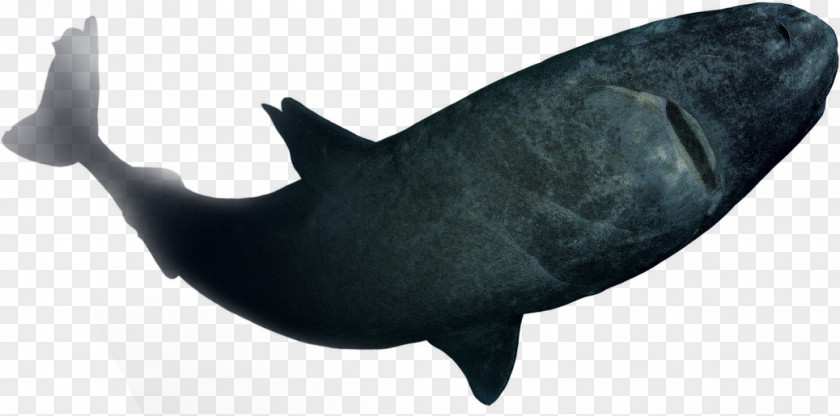 Seabed Shark Fish Marine Mammal Dolphin Porpoise PNG