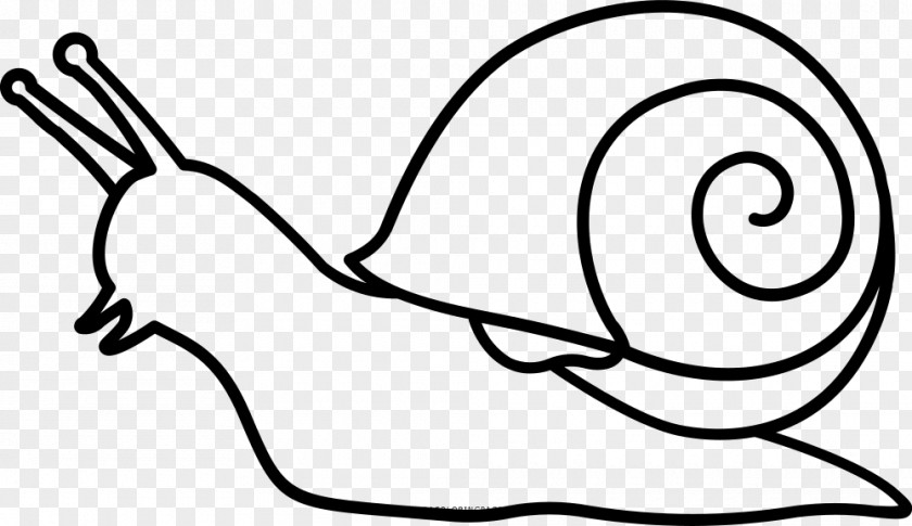 Snail Drawing Coloring Book Painting PNG