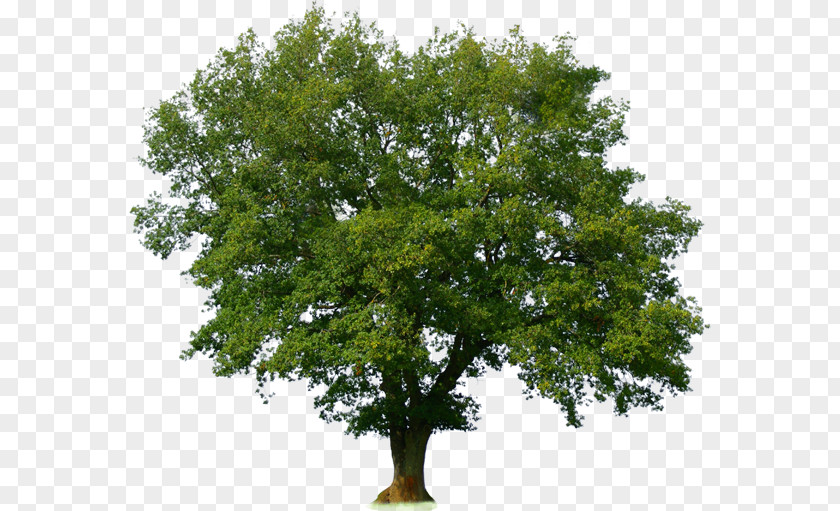 Tree Oak Stock Photography Wood PNG