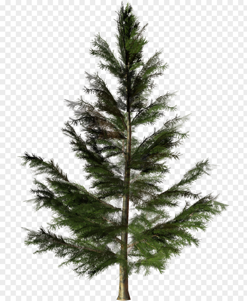 Tree Pine Fir Christmas Larch PNG