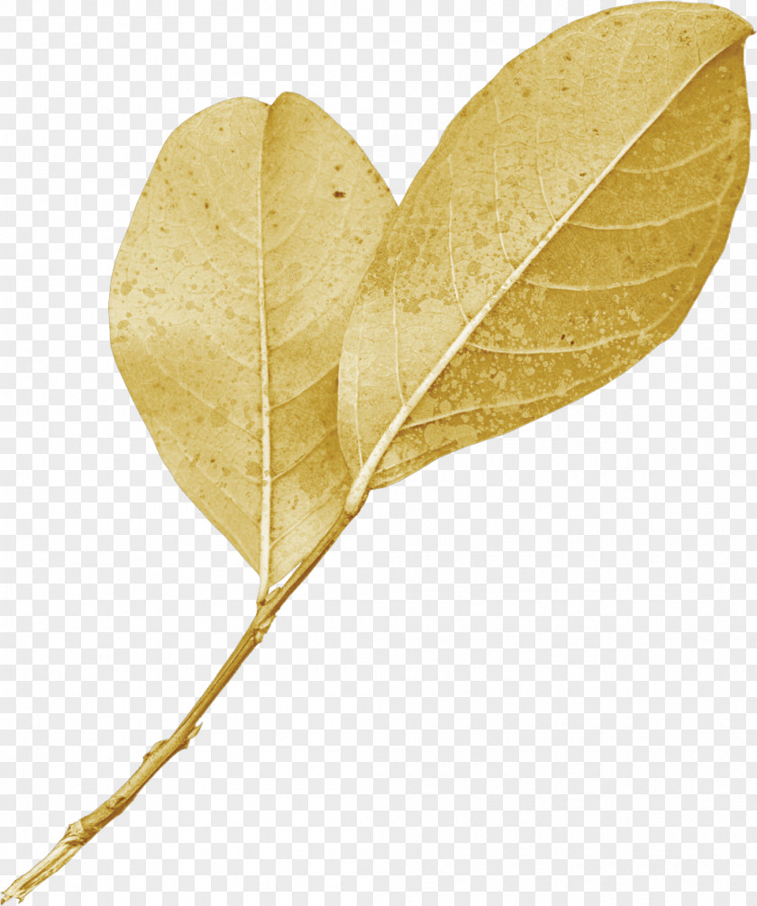 Leaf PNG