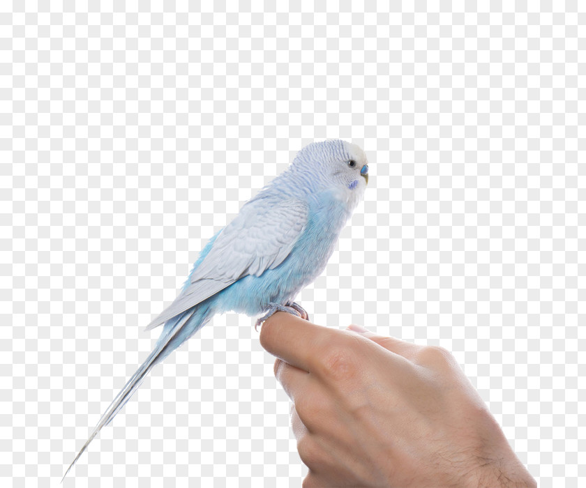 Parrot Budgerigar Lovebird True U9ce5u985e: U9e1au9d61 PNG