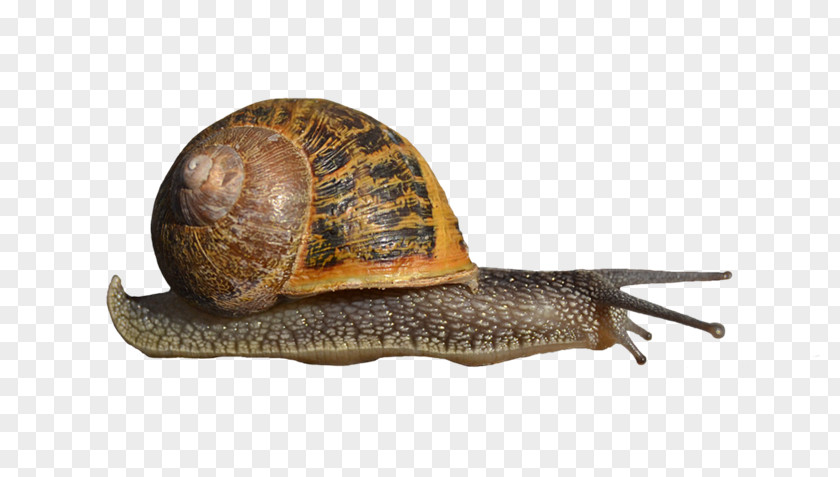 Snail Gastropods Clip Art PNG