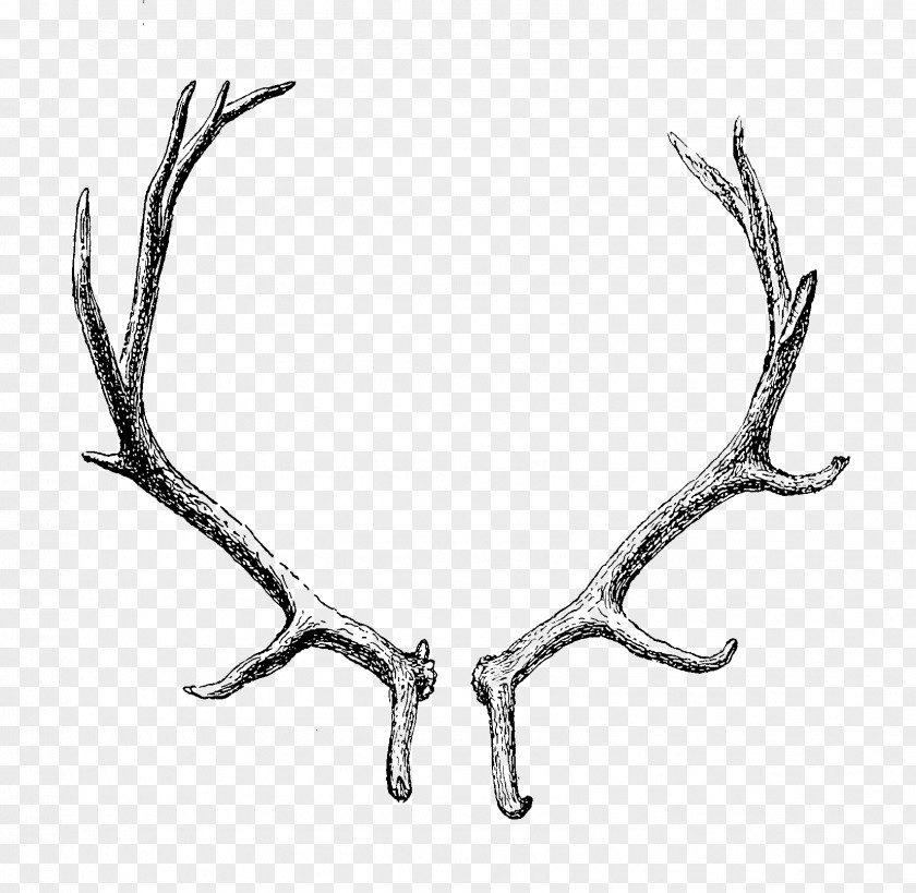Transparent Reindeer Antler Horn Clip Art PNG
