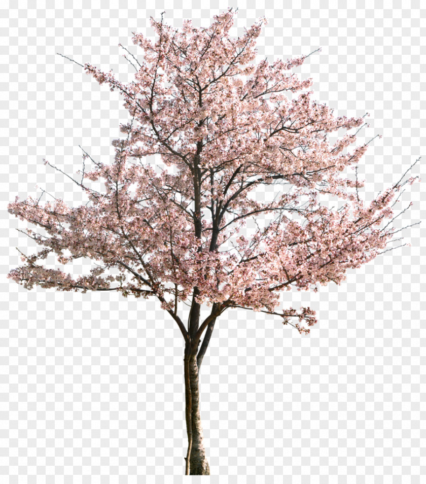 Tree Plum Blossom Sweet Cherry Prunus Serrulata Apricot PNG
