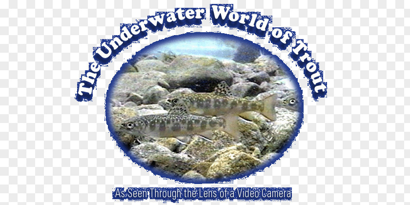 Underwater World Fauna Organism PNG