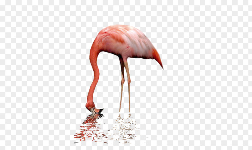 Bird Greater Flamingo Billy The Puppet Flamingos Animal PNG