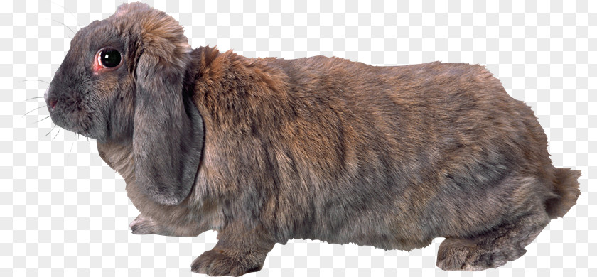 Bu Domestic Rabbit Hare European Clip Art PNG