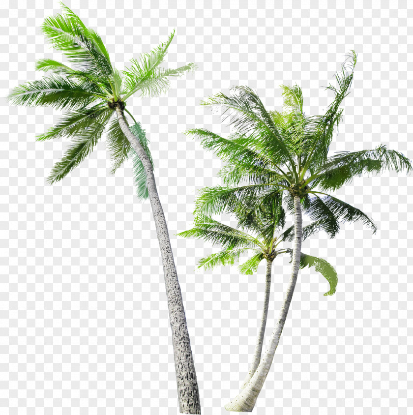 Coconut Tree Arecaceae Trunk PNG