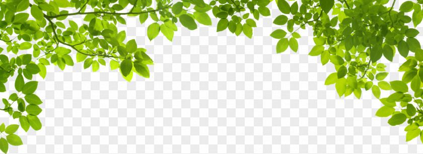 Green Leafs Leaf Stock Photography Shutterstock PNG