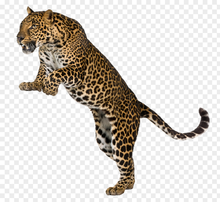 Leopards Leopard Cheetah Felidae Wall Decal PNG