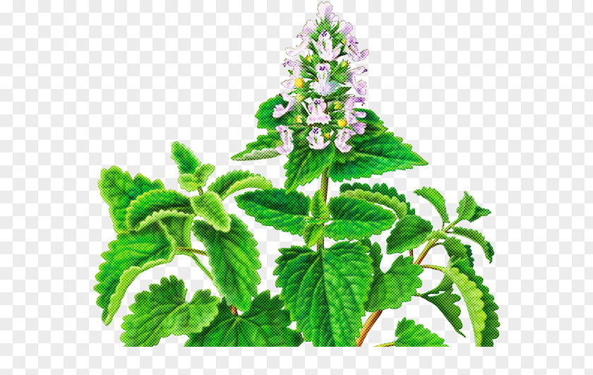Plant Flower Leaf Herb Peppermint PNG