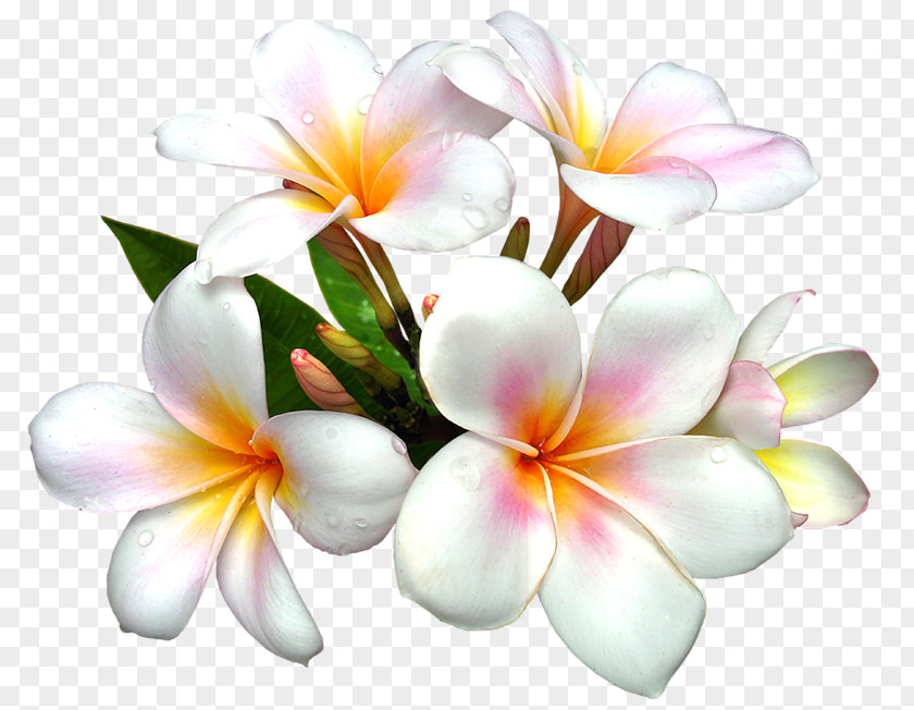 White Large Flower Clipart Clip Art PNG