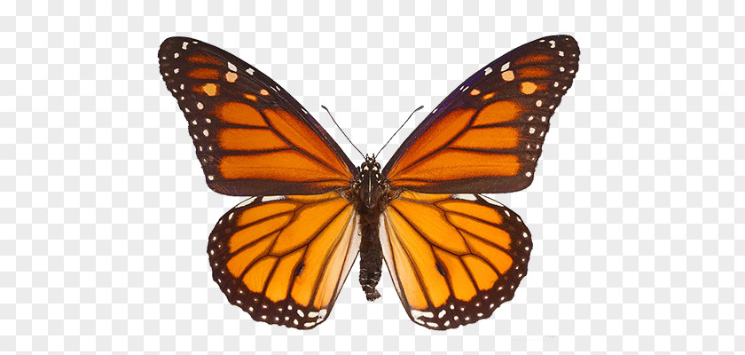 Butterfly The Monarch Milkweed Butterflies Insect PNG