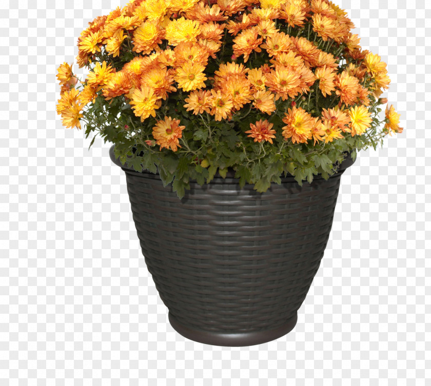 Chrysanthemum Flower Orange Plant Clip Art PNG