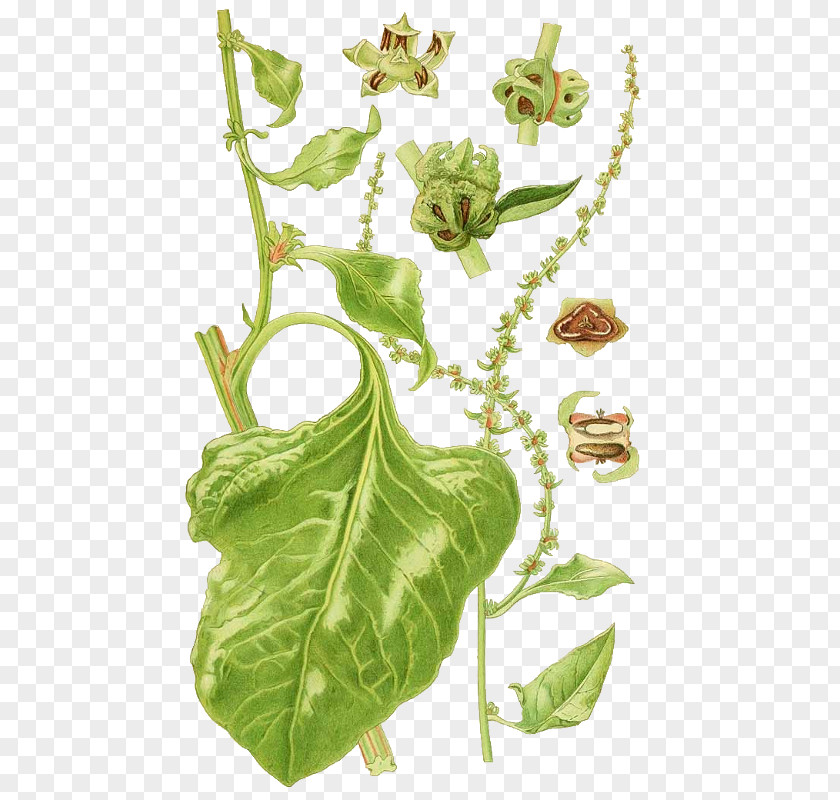 Citrullus Lanatus Leaf Nordens Flora Plant Botany Field Horsetail PNG