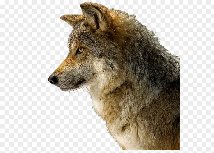 Dog Coyote Arctic Wolf Desktop Wallpaper Black PNG