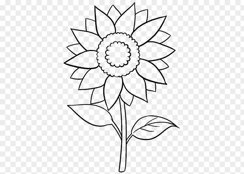 Drawing Common Sunflower Line Art Sketch PNG
