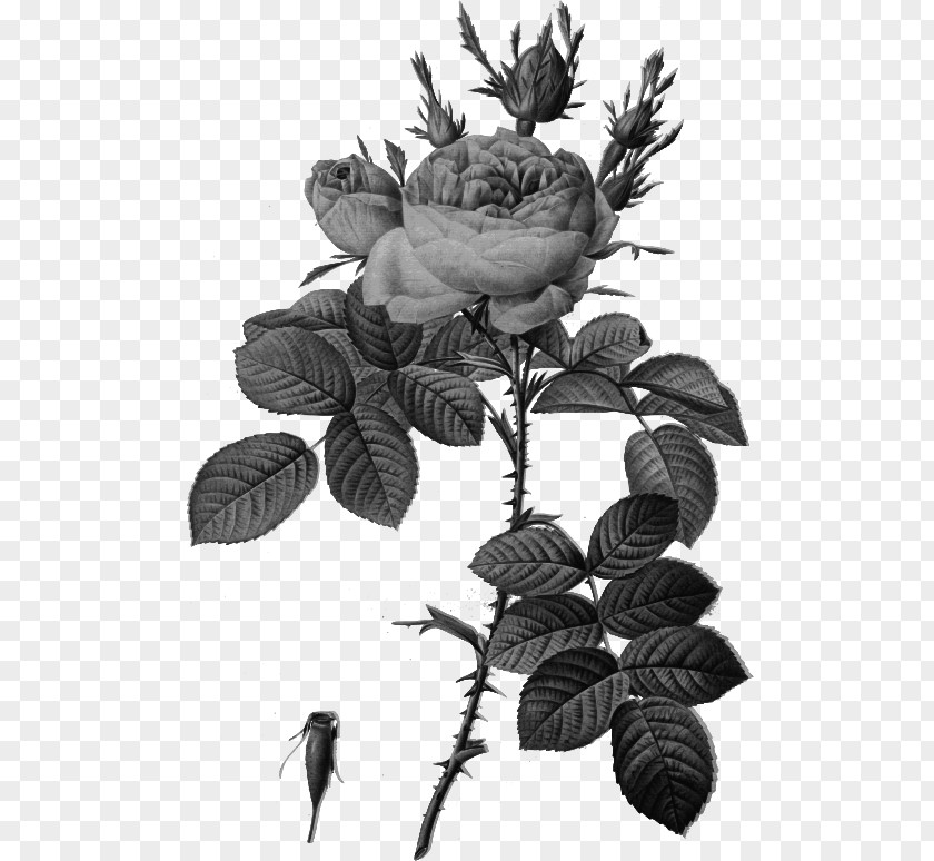 Flower Les Roses バラ図譜 Botanical Illustration Botany PNG