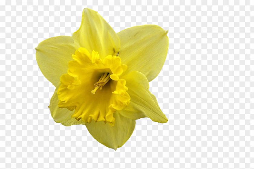 I Wandered Lonely As A Cloud Daffodil Clip Art PNG