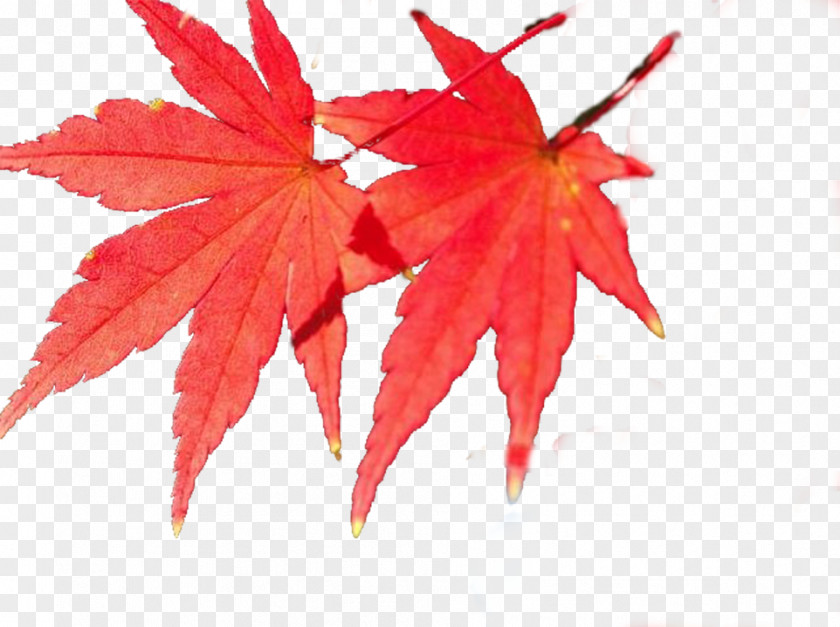 Red Maple Leaf PNG