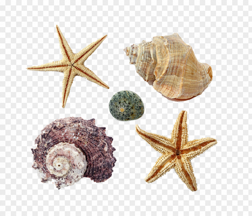 Seaside Seashell PNG