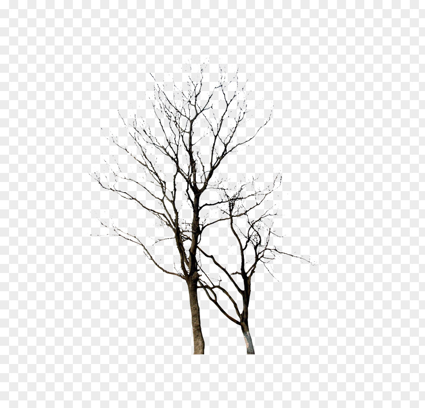 Winter Tree Plant Twig PNG