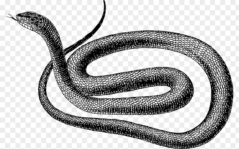 Black Snake Vipers Drawing Clip Art PNG