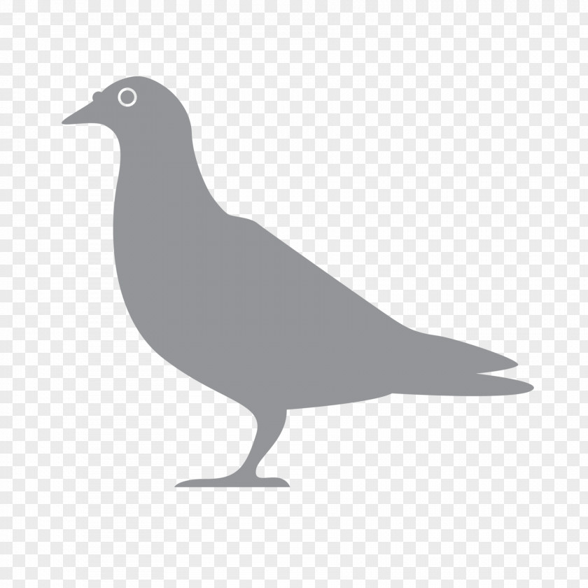 Exterminator Logo Pest Beak Bird Pigeons And Doves PNG