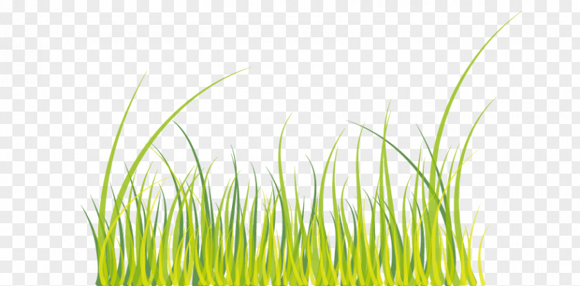 Green Grass Wheatgrass PNG