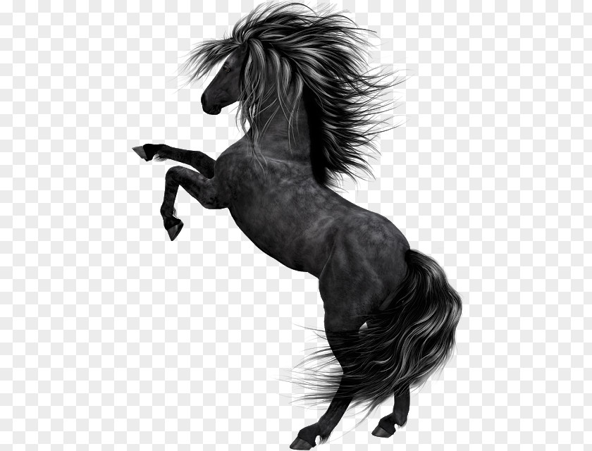 Horse Drawing Standing Black Mustang Pony Stallion Clip Art PNG