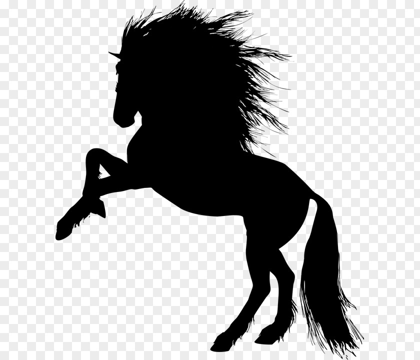 Horse Stallion Pony PNG