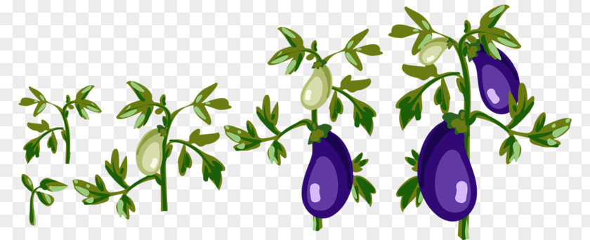 Planting Eggplant Vegetable Illustration PNG