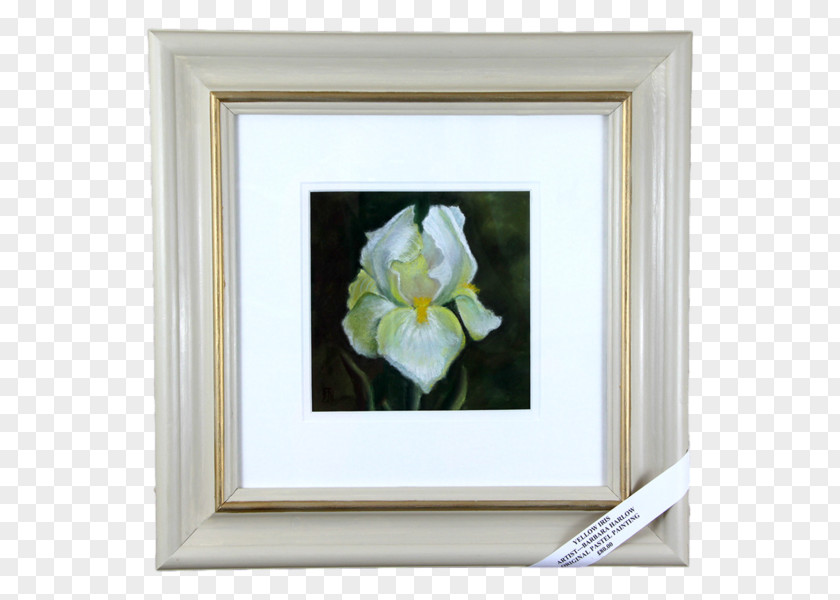 Rose Family Still Life Photography Picture Frames PNG