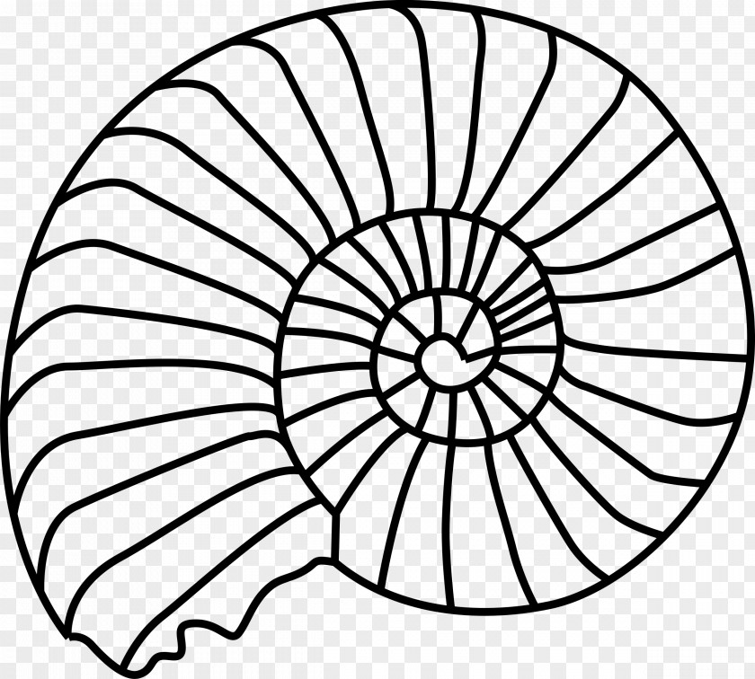 Seashell Fossil Trochitenkalk Formation Trilobite Clip Art PNG