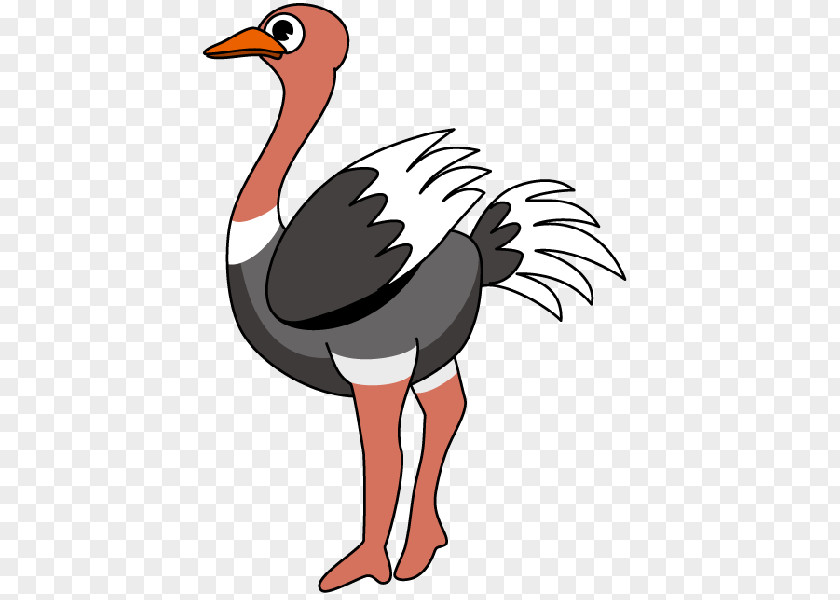 Common Ostrich Clip Art PNG