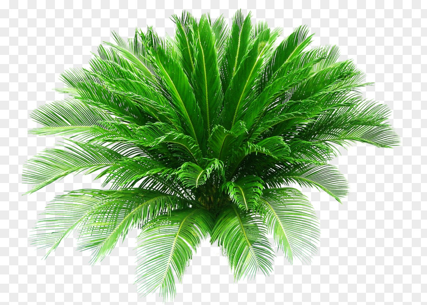 Date Palm Sago Pygmy Arecaceae Houseplant PNG