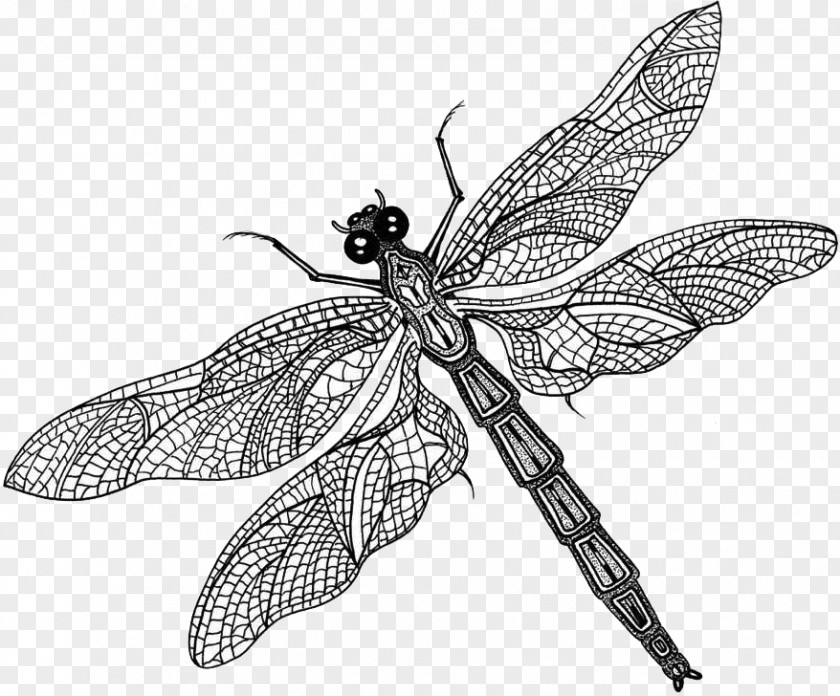 Dragon Fly Butterfly What Is An Insect? Dragonfly Insect Wing PNG