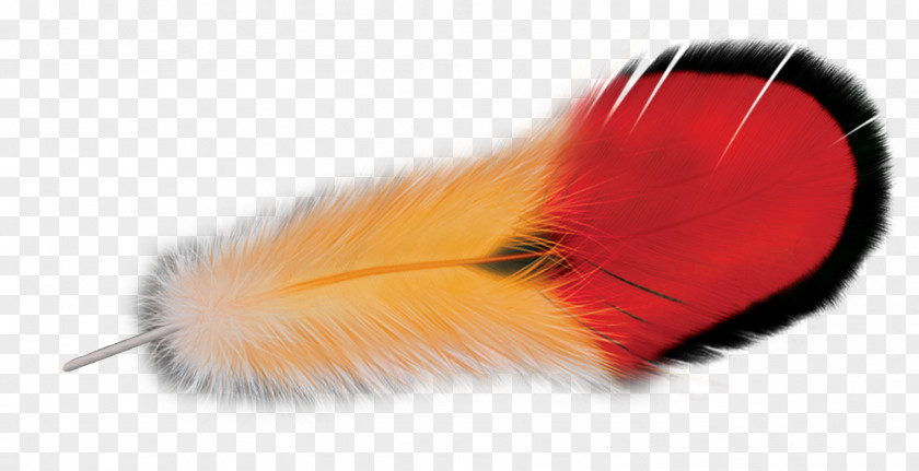 Feather PNG