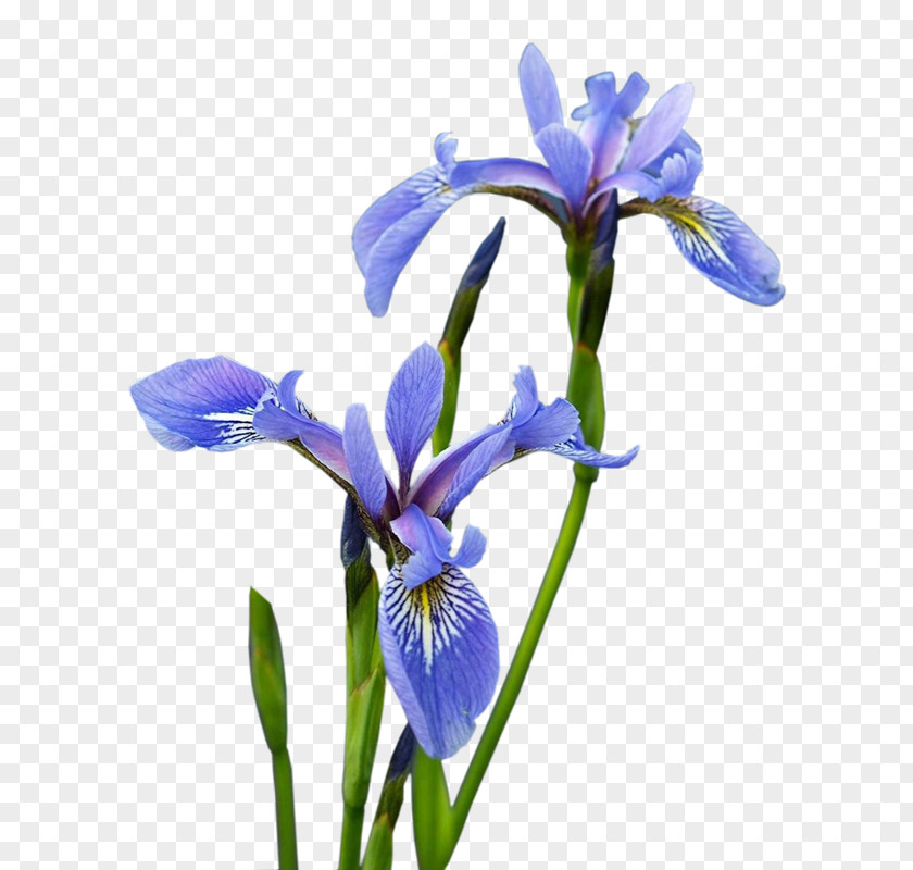 Flower Iris Versicolor Irises Painting PNG