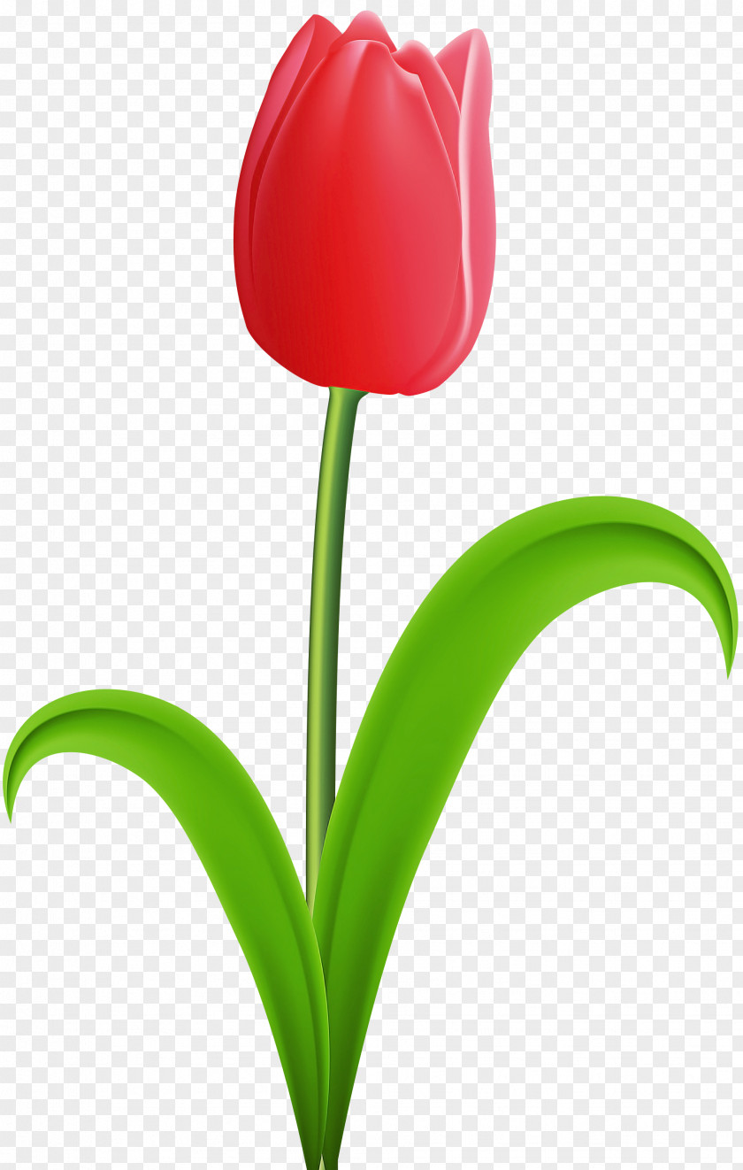 Flower Tulip Plant Petal Stem PNG